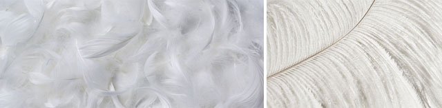 Duck Feather Down