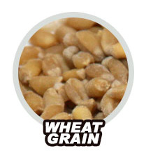 Wheat Grain