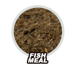 Fish Meal